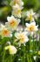 narcissus double flower drift 1416 50 pbinbox