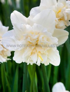 NARCISSUS DOUBLE ‘ICE KING‘ 14-16 (50 P.BINBOX)