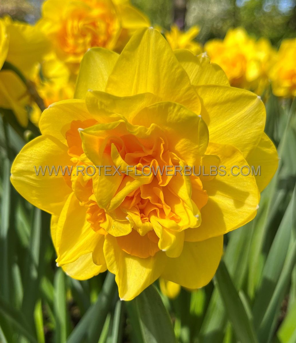narcissus double le torch 1416 50 pbinbox