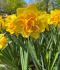 Narcissus Double Le Torch 14-16 50 Loose p.Binbox
