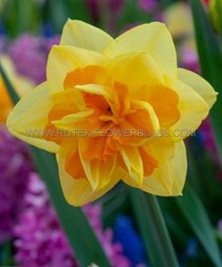 NARCISSUS DOUBLE ‘LE TORCH‘ 14-16 (50 P.BINBOX)