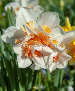 NARCISSUS DOUBLE ‘MY STORY‘ 12-14 (10 PKGS.X 5)