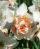 Narcissus Double Replete 14-16 50 Loose p.Binbox