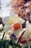 Narcissus Double Replete 14-16 50 Loose p.Binbox