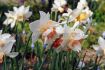 Narcissus Double Replete 14-16 50 Loose p.Binbox