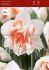 Narcissus Double Replete 14-16 50 Loose p.Binbox