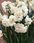Narcissus Indoor Forcing ‘Erlicheer‘ 16/17 cm. (100 Loose p.Binbox) Narcissus Indoor Forcing ‘Erlicheer‘ 16/17 cm. (100 Loose p.Binbox)