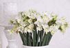 narcissus indoor forcing paperwhite inbal 1516 cm 300 pplastic tray
