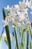Narcissus Indoor Forcing Paperwhite Ziva 1415 cm. 100 Loose p.Binbox