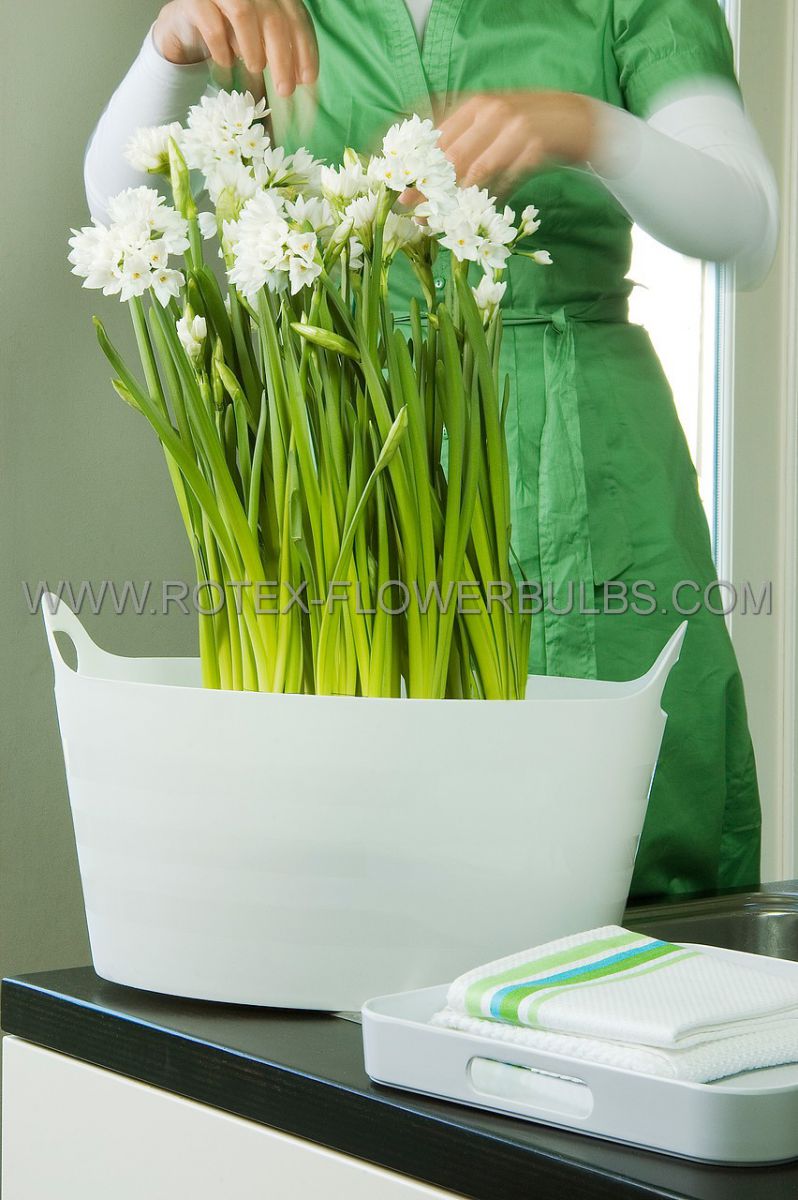 narcissus indoor forcing paperwhite ziva 1415 cm 350 pplastic tray