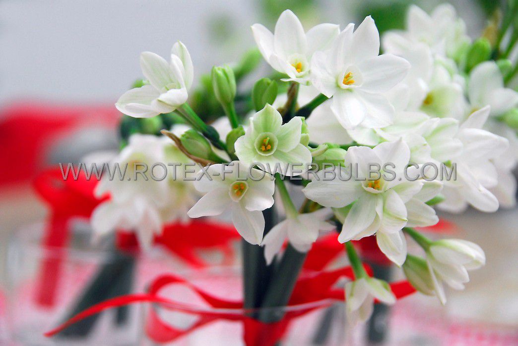 narcissus indoor forcing paperwhite ziva 1516 cm 10 pkgsx 5 sept delivery