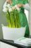narcissus indoor forcing paperwhite ziva 1516 cm 300 pwooden crate