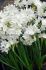 Narcissus Indoor Forcing Paperwhite Ziva 1617 cm. 300 Loose p.Wooden Crate