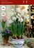 Narcissus Indoor Forcing Paperwhite Ziva 1617 cm. 300 Loose p.Wooden Crate