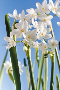 NARCISSUS INDOOR FORCING PAPERWHITE ‘ZIVA‘ 16/+ CM. (100 P.BINBOX) (SEPT.DELIVERY)