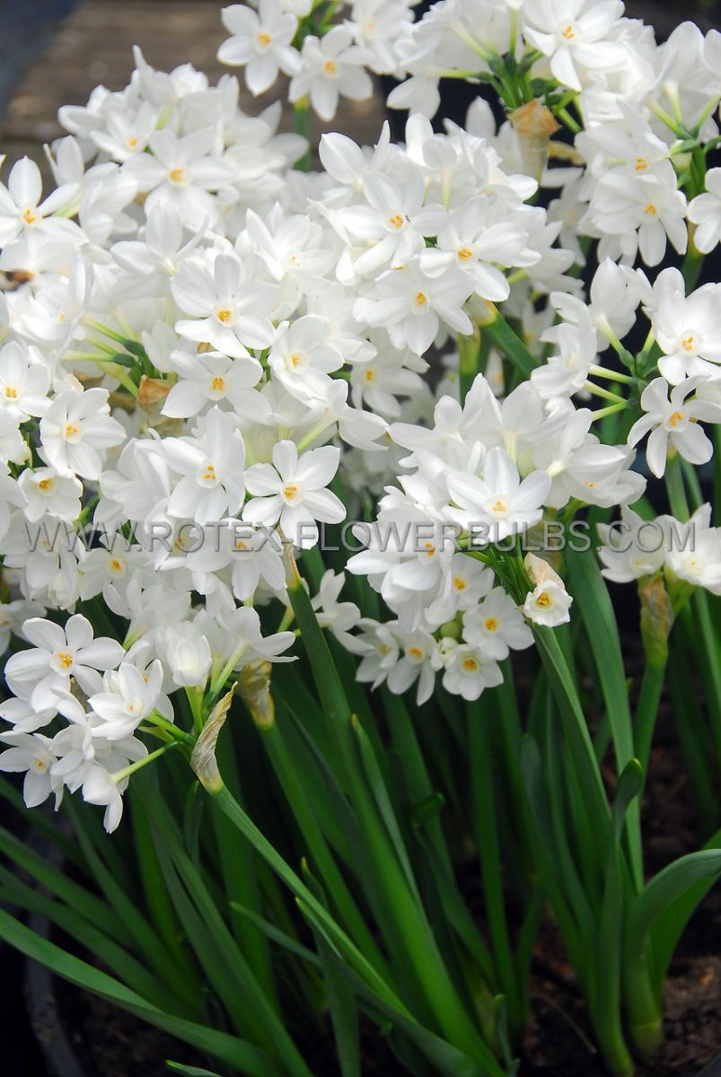 narcissus indoor forcing paperwhite ziva 16 cm 100 pbinbox septdelivery