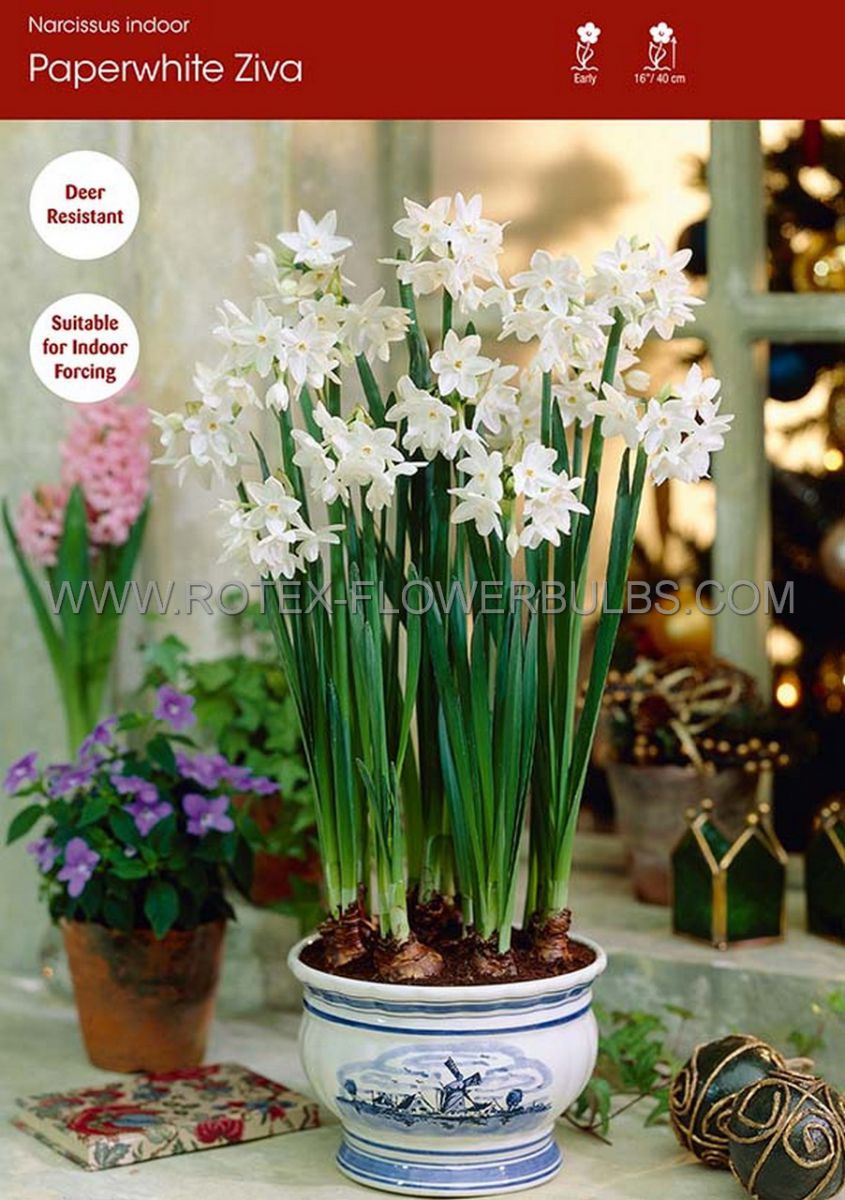 narcissus indoor forcing paperwhite ziva 16 cm 100 pbinbox septdelivery