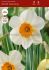 narcissus large cupped barrett browning 1618 150 pplastic crate