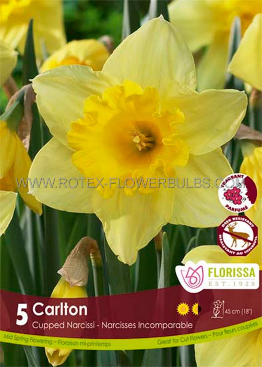 narcissus large cupped carlton 1214 10 pkgsx 5