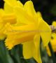 Narcissus Large Cupped ‘Carlton‘ 14-16 (200 Loose p.Plastic Crate) Narcissus Large Cupped ‘Carlton‘ 14-16 (200 Loose p.Plastic Crate)