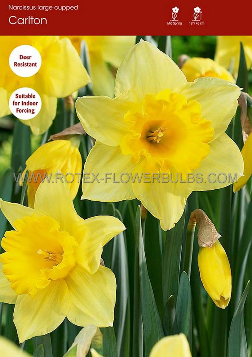 narcissus large cupped carlton 1416 50 pbinbox