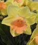 NARCISSUS LARGE CUPPED ‘COLOR MAGIC‘ 12-14 (10 QUALITY PKGS.X 5)