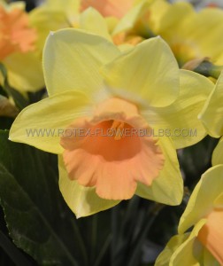 NARCISSUS LARGE CUPPED ‘COLOR MAGIC‘ 14-16 (50 P.BINBOX)