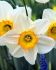 Narcissus Large Cupped Flower Record 12-14 10 Quality Pkgs.x 5