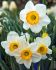 Narcissus Large Cupped Flower Record 12-14 10 Quality Pkgs.x 5