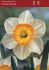 Narcissus Large Cupped Flower Record 12-14 10 Quality Pkgs.x 5