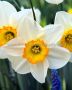 Narcissus Large Cupped ‘Flower Record‘ 14-16 (50 Loose p.Binbox)