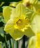 narcissus large cupped golden salome 1416 50 pbinbox
