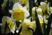 narcissus large cupped ice follies 1214 10 quality pkgsx 5