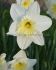 narcissus large cupped ice follies 1214 300 loose pplastic crate