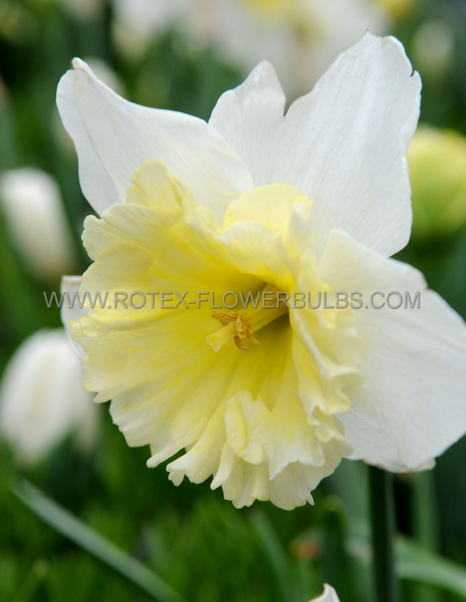 narcissus large cupped ice follies 1214 300 pplastic tray