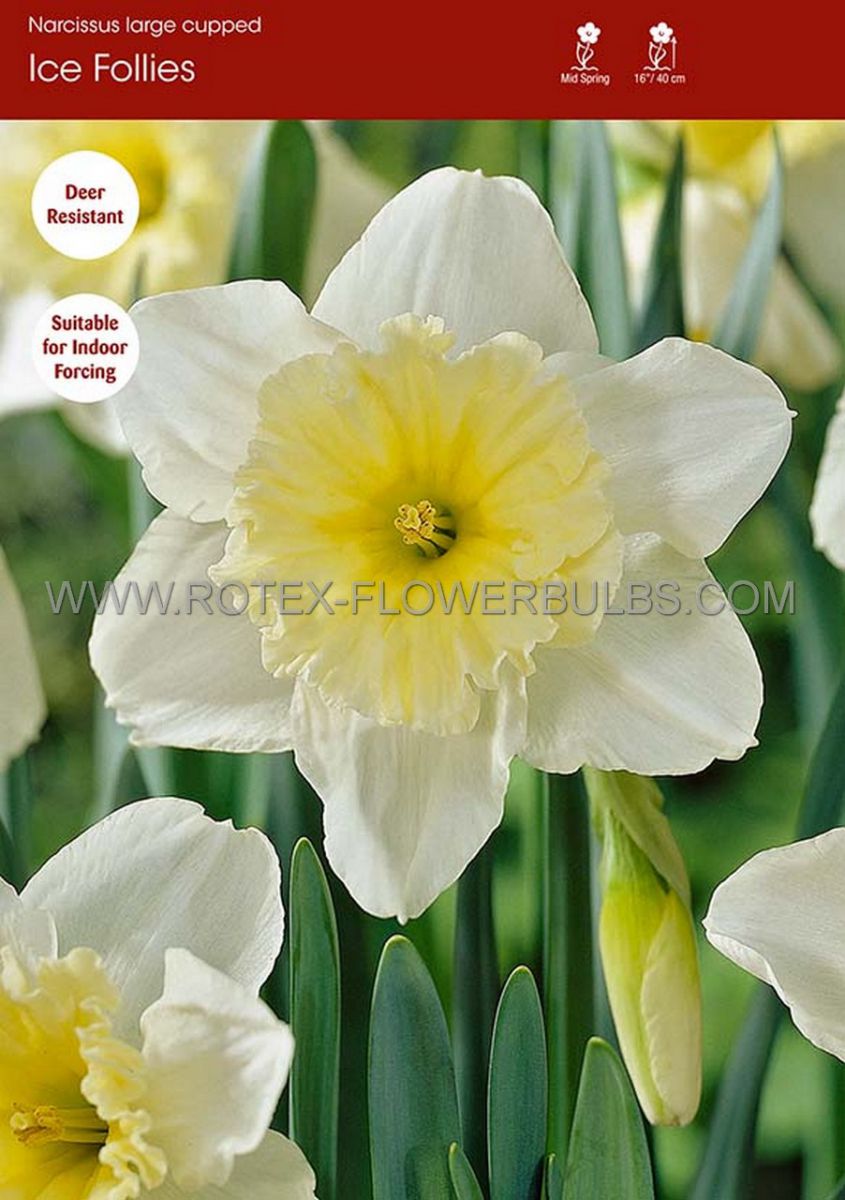 narcissus large cupped ice follies 1618 150 pplastic tray