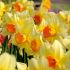 narcissus large cupped love day 1416 50 pbinbox
