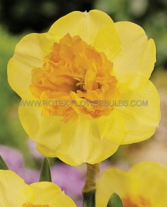 Narcissus Large Cupped ‘Modern Art‘ 14-16 (50 Loose p.Binbox)