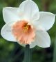 Narcissus Large Cupped ‘Passionale‘ 14-16 (200 Loose p.Plastic Crate)