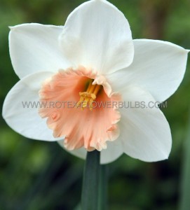 Narcissus Large Cupped ‘Passionale‘ 16-18 (150 Loose p.Plastic Crate)