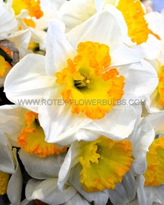 NARCISSUS LARGE CUPPED ‘PINK BOMB‘ 12-14 (10 PKGS.X 5)