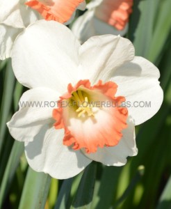 Narcissus Large Cupped ‘Pink Charm‘ 12-14 (10 Quality Pkgs.x 5)