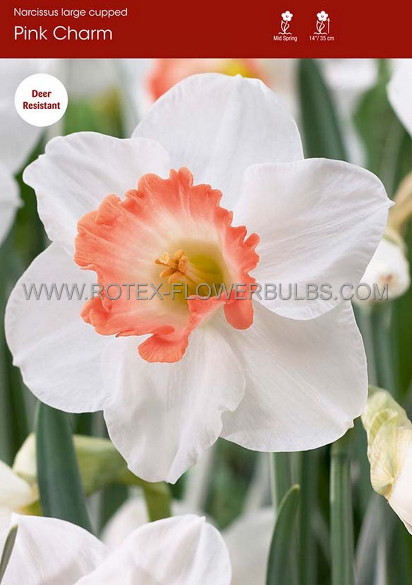 narcissus large cupped pink charm 1214 300 pplastic tray