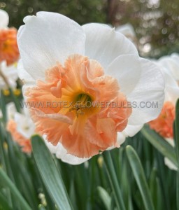 NARCISSUS LARGE CUPPED ‘PRECOCIOUS‘ 12-14 (10 PKGS.X 5)