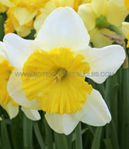 NARCISSUS LARGE CUPPED ‘RAOUL WALLENBERG‘ 14-16 (50 P.BINBOX)