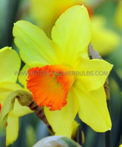 NARCISSUS LARGE CUPPED ‘RED DEVON‘ 14-16 (50 P.BINBOX)