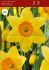 narcissus large cupped red devon 1416 50 pbinbox