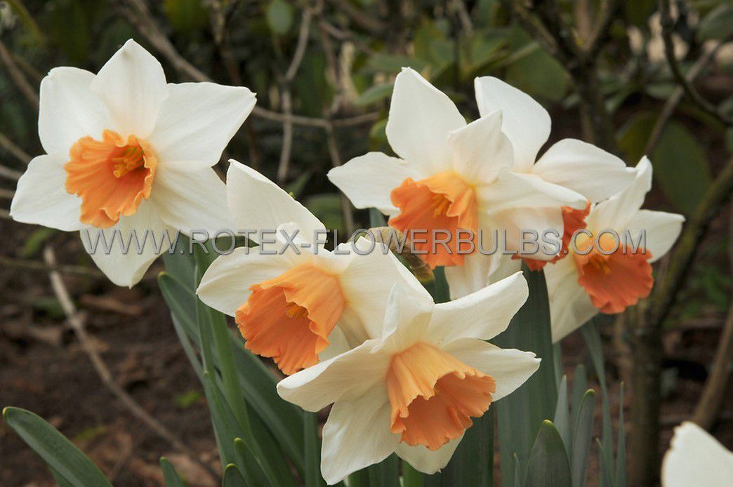 narcissus large cupped salome 1416 50 pbinbox