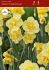 narcissus poetaz yellow cheerfulness 1214 10 quality pkgsx 5