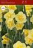 narcissus poetaz yellow cheerfulness 1214 300 pplastic tray